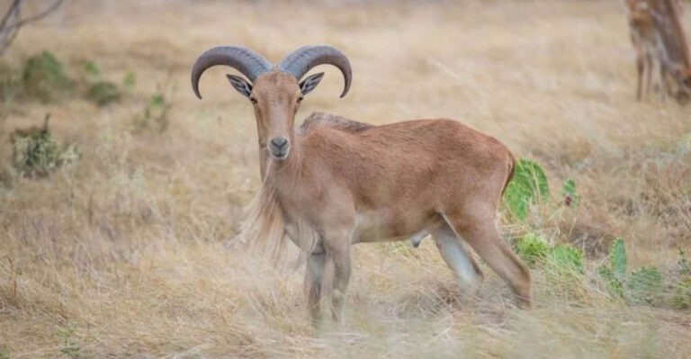 14 Essential Facts Hunters Should Know About Aoudad