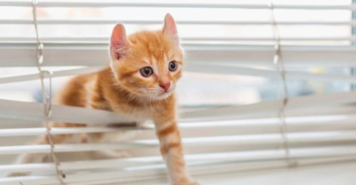 14 Essential Must Dos For Every New Kitten Owner