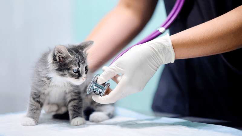 Schedule A Vet Check-Up Immediately