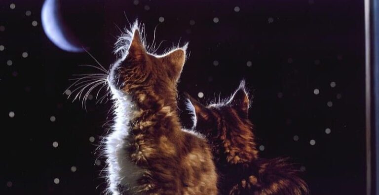 14 Evening Rituals That Help Bond With Your Cat