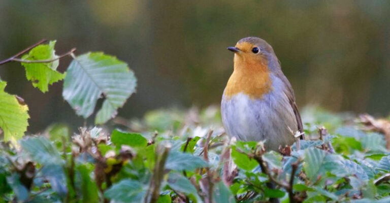 14 Everyday Habits Of People With Bird-Friendly Backyards