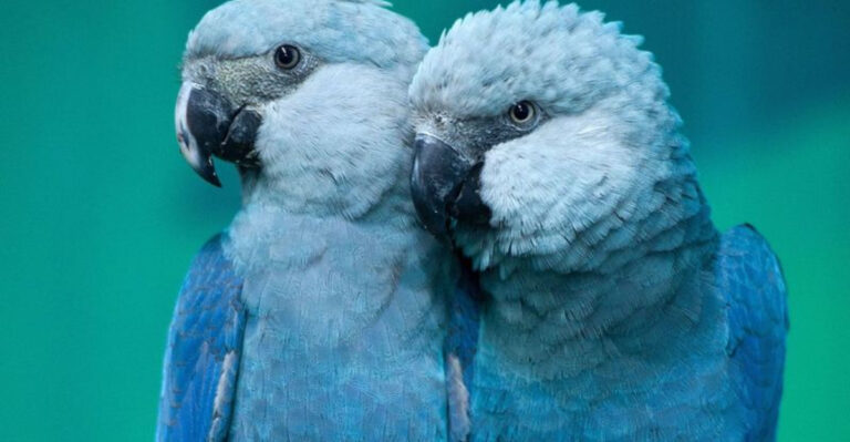 14 Extinct Animals That Prove Nature Once Had No Limits