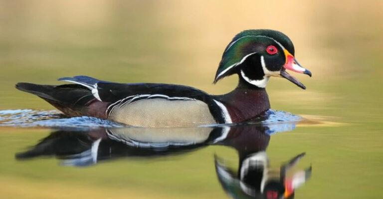 14 Facts About The Wood Duck (Possibly The Most Beautiful Bird In The World)