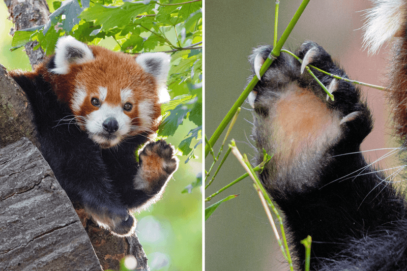 False Thumbs For Tree-Climbing