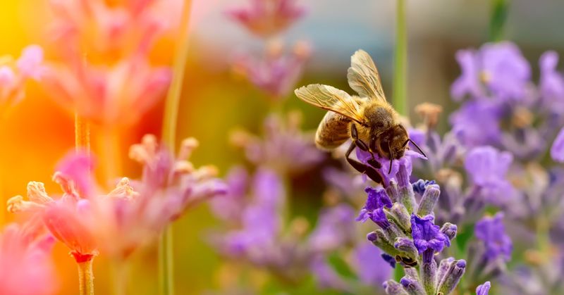 Lavender: The Purple Paradise