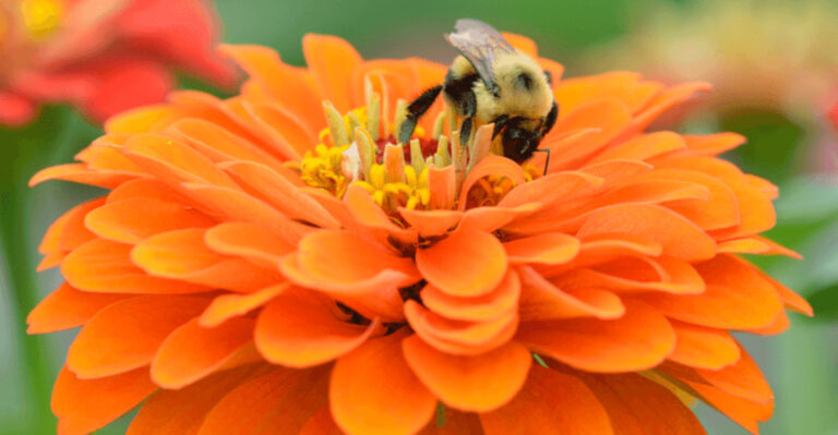 14 Flowers That Make Your Garden More Bee-Friendly