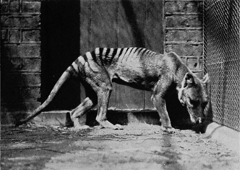 Tasmanian Tiger