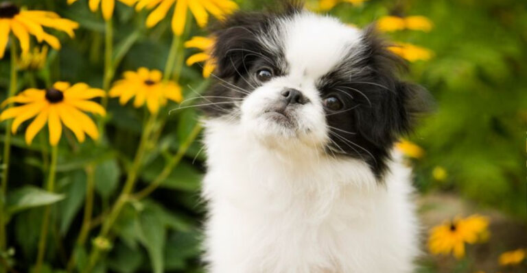 14 Forever-Puppy Breeds That Never Seem To Grow Up