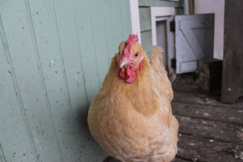 Buff Orpington: The Feathered Teddy Bear