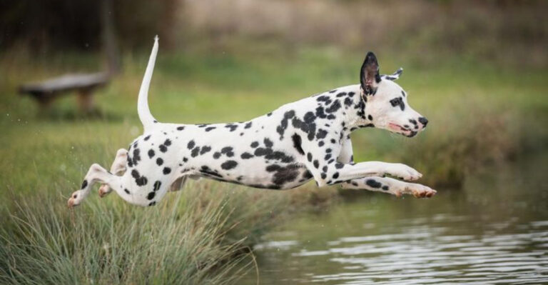 14 Gorgeous Dog Breeds Prone To Behavioral Challenges