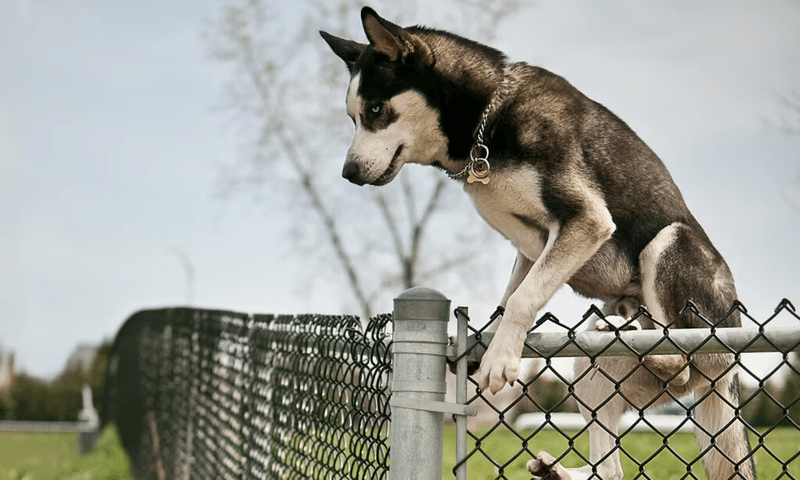 Siberian Huskies: Arctic Escape Artists
