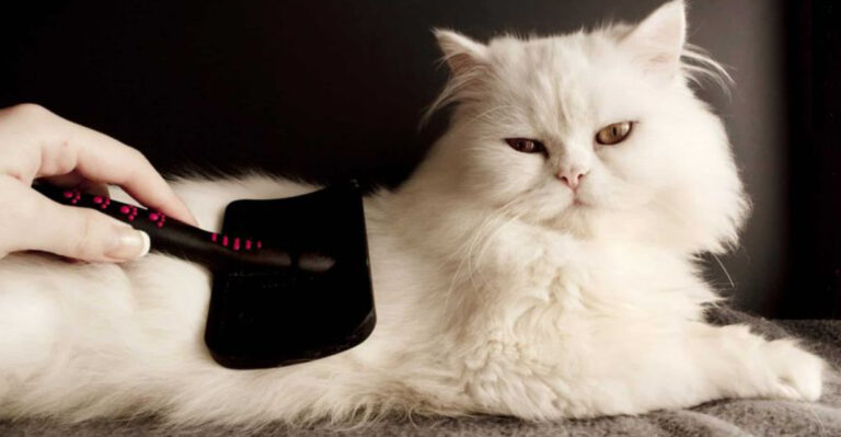 14 Hidden Costs Of Owning A Purebred Persian Cat Beyond The Cuteness