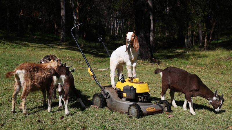 Natural Lawn Mowers