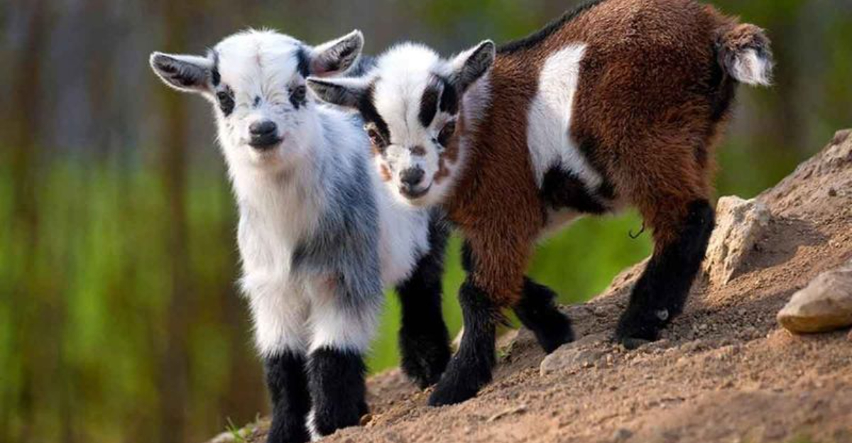 14 Key Facts About Why Pet Goats Are Gaining Popularity