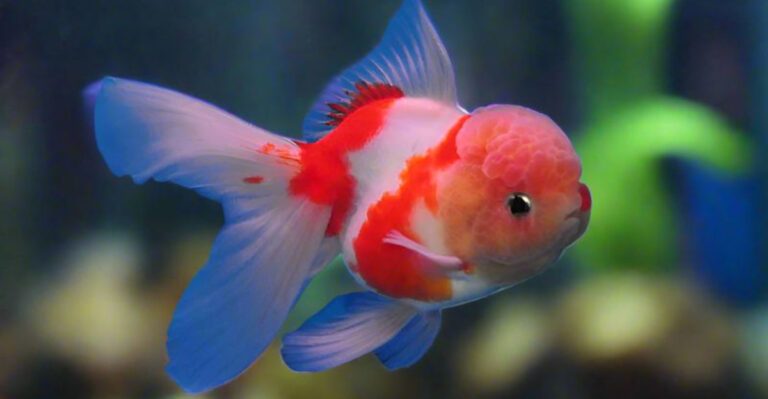 14 Key Things To Know Before Keeping Oranda Goldfish