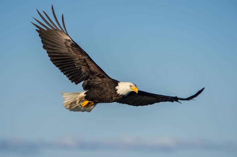 Majestic Bald Eagle