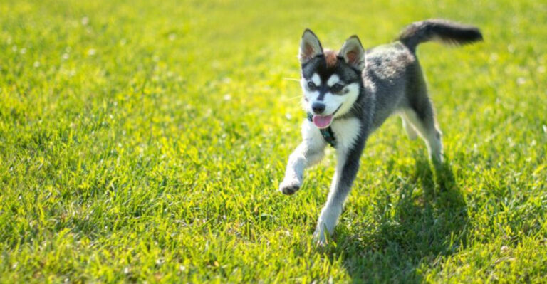 14 Little-Known Facts About Mini Huskies