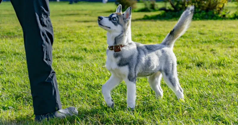 Not Actually A Separate Breed