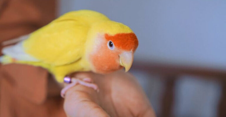 14 Little-Known Health Benefits Of Owning A Parakeet