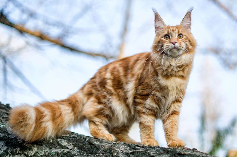Maine Coon: Gentle Giants With Golden Hearts