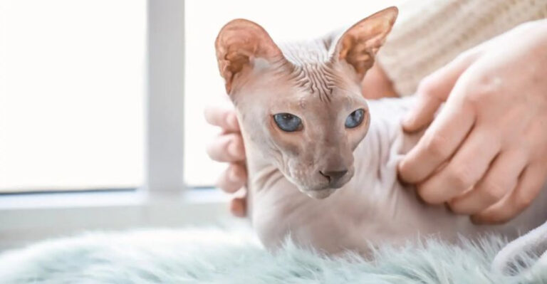 14 Loyal Cat Breeds You Can Rely On When Life Gets Tough