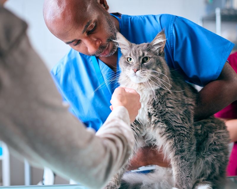 Skipping Regular Vet Visits