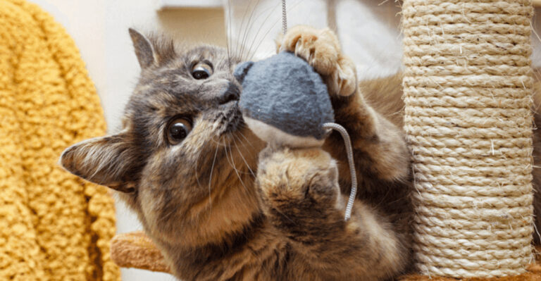 14 Mistakes To Avoid If You Own A Cat