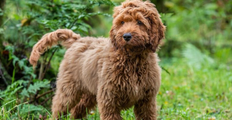 14 Mixed-Breed Dogs That Are Extra Affectionate Toward Their Humans