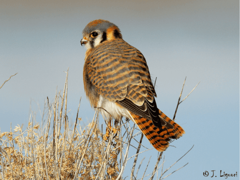 American Kestrel