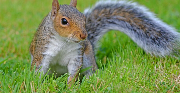 14 Most Intelligent Animal Species In North America – And Why They Are So Smart