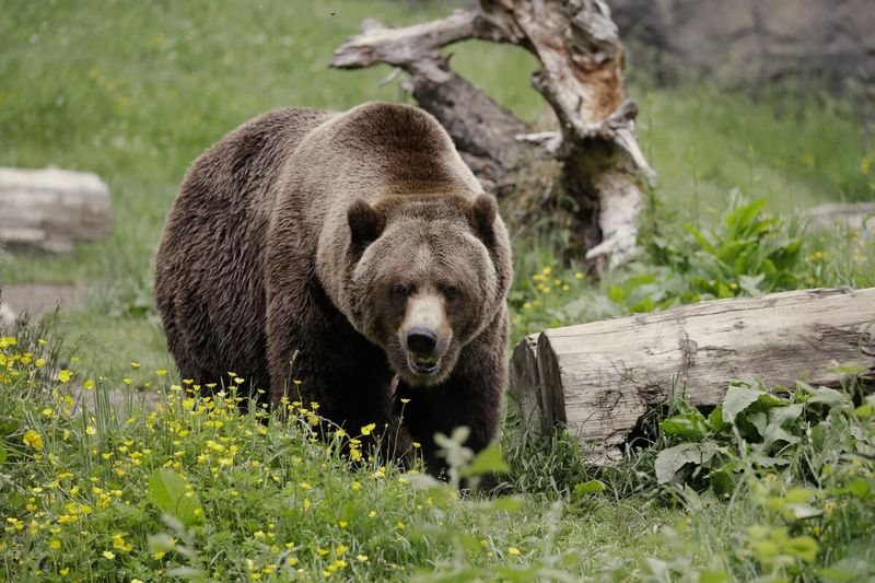 Grizzly Bear: Forest's Powerful Sovereign