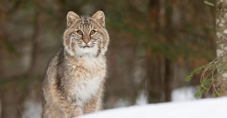 14 Most Lethal Forest Animals In The Pacific Northwest