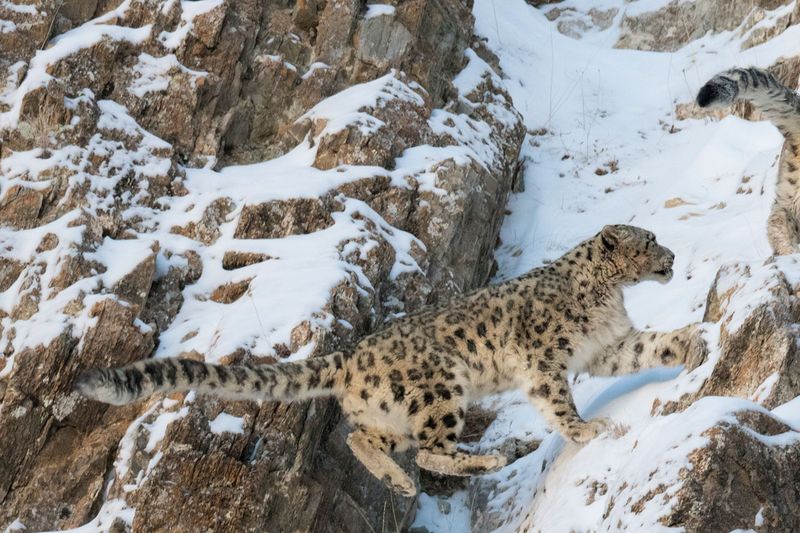 Gravity-Defying Snow Leopards