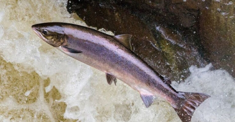 14 Must-Visit Locations For Salmon Fishing In The U.S.