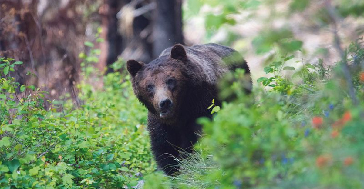 14 National Parks Where Grizzly Bears Are Most Commonly Found