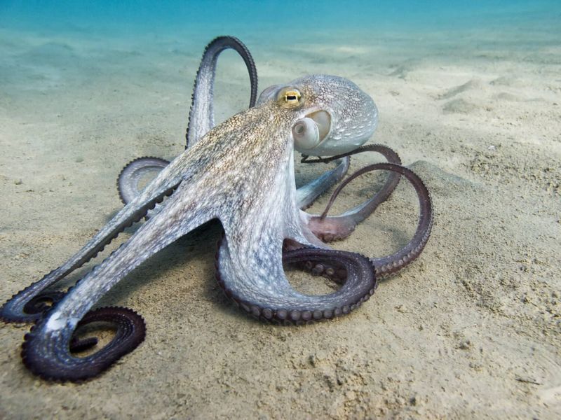 Octopus Intelligence And Problem-Solving
