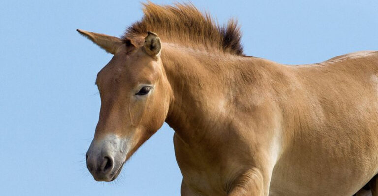 14 Oldest Horse Breeds In The World, Ranked