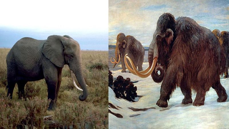 Mighty Mammoths To Modest Elephants