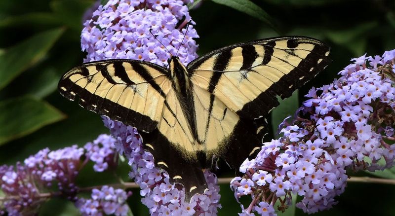 Butterfly Bush (Buddleia)