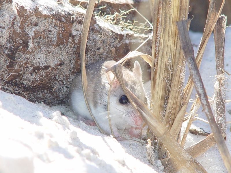 Alabama Beach Mouse