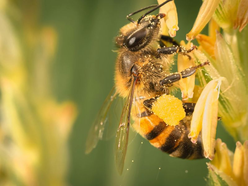 Pollination Champions