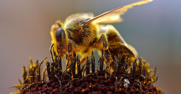 14 Reasons Bees Are Still The Tiny Heroes Behind Most Of Your Food