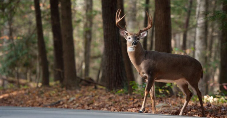 14 Reasons White-Tailed Deer Are Thriving Across U.S. Suburbs