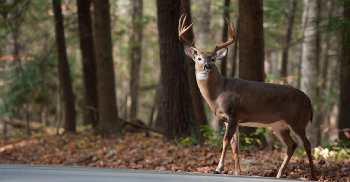 14 Reasons White-Tailed Deer Are Thriving Across U.S. Suburbs