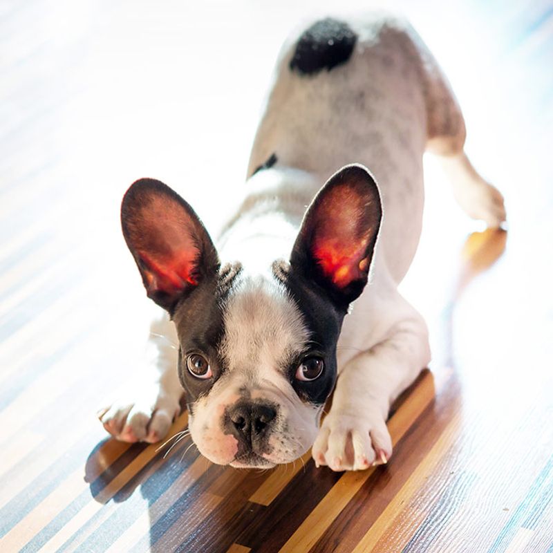 Dogs Speak Body Language, Not English
