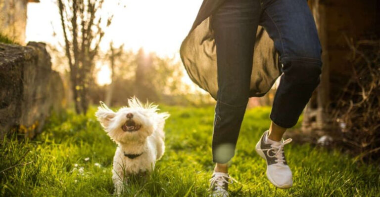 14 Reasons Why A Dog Prefers You To Treat Them Like A Dog And Not A Human