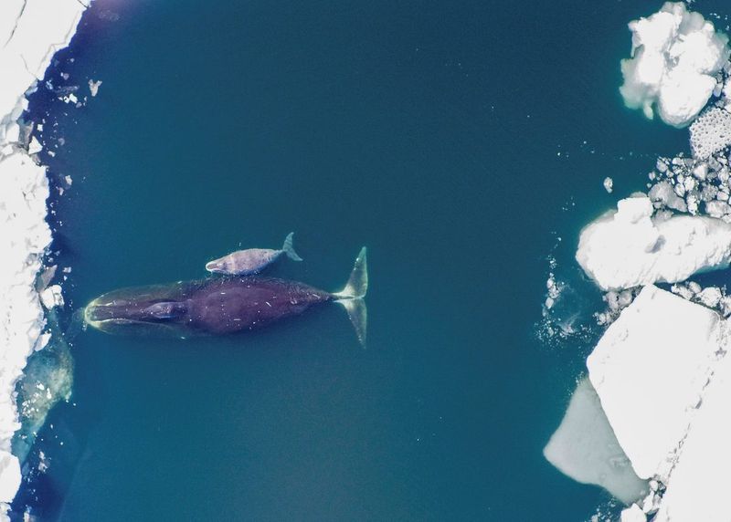 Climate Change Threatens Their Icy Home
