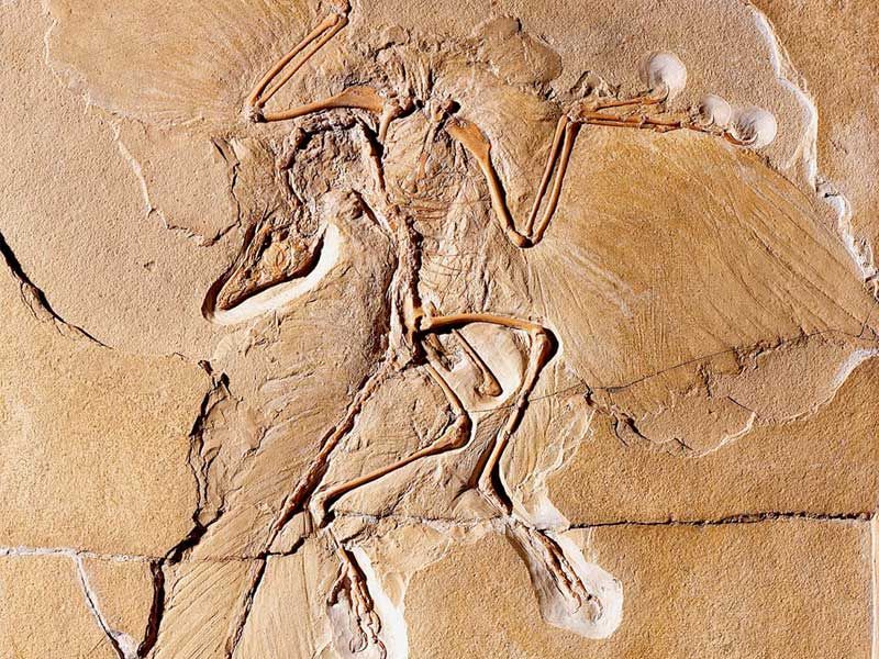 The Archaeopteryx: The Link Between Dinosaurs And Birds