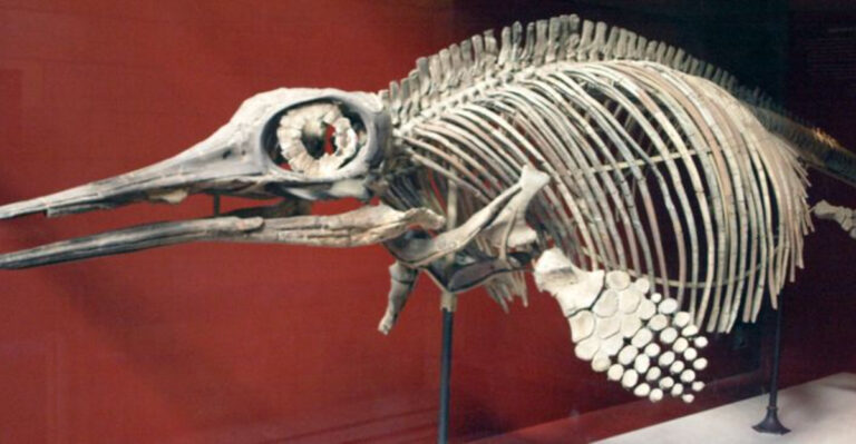 14 Remarkable Animal Fossils That Shed Light On Earth’s Ancient Past