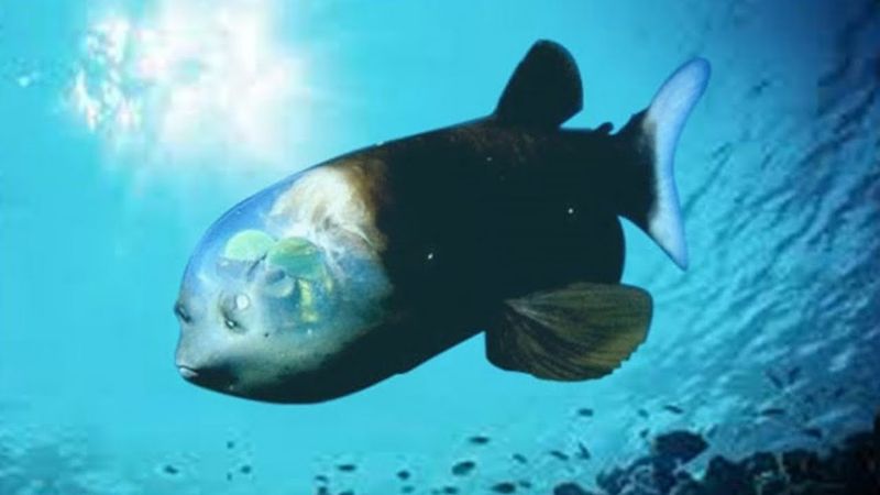 Transparent Wonder: The Barreleye Fish